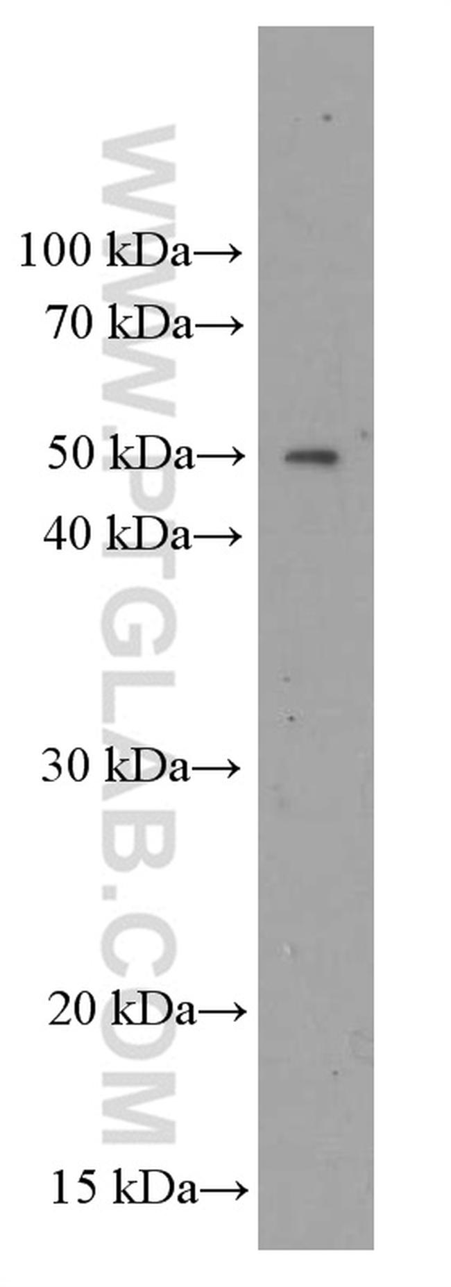 ORM2 Antibody in Western Blot (WB)