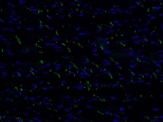 N-cadherin Antibody in Immunohistochemistry (PFA fixed) (IHC (PFA))