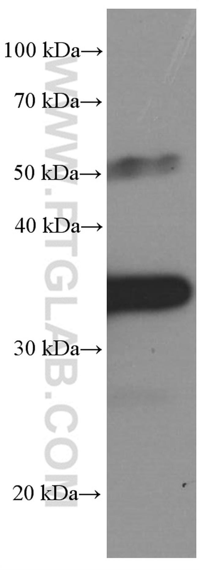 PD-1/CD279 Antibody in Western Blot (WB)