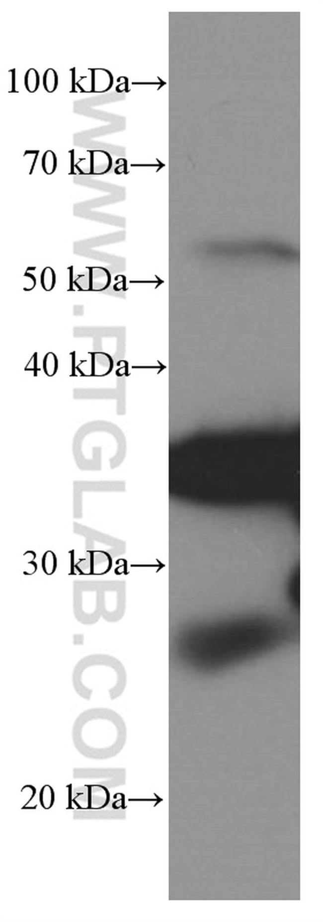 PD-1/CD279 Antibody in Western Blot (WB)