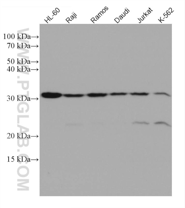 ORAI1 Antibody in Western Blot (WB)