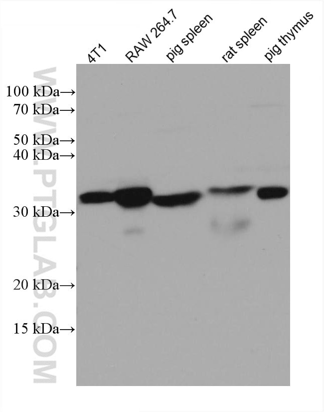 ORAI1 Antibody in Western Blot (WB)