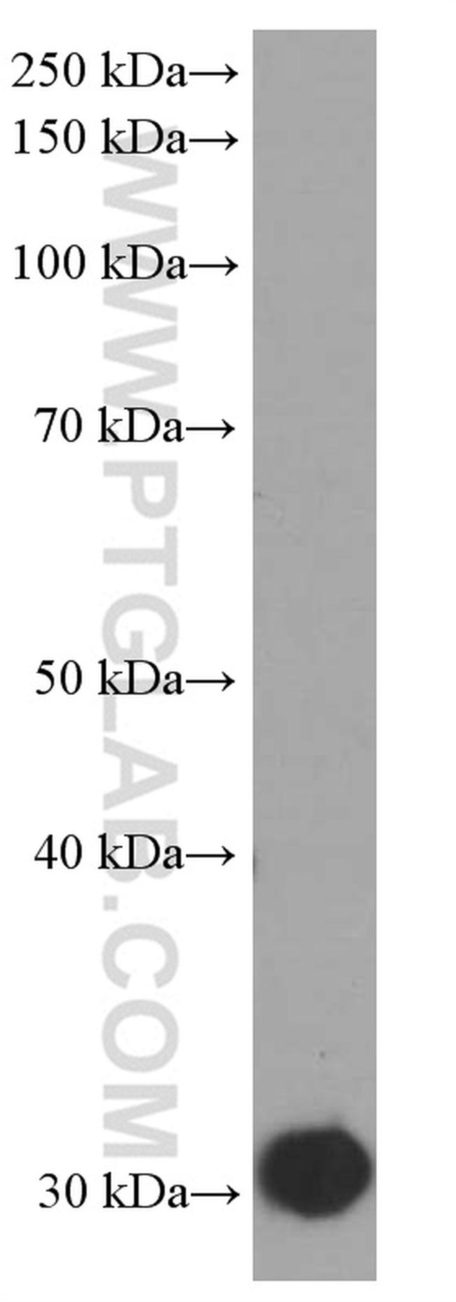 ORAI1 Antibody in Western Blot (WB)