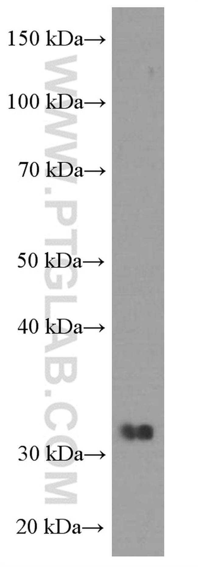 ORAI1 Antibody in Western Blot (WB)