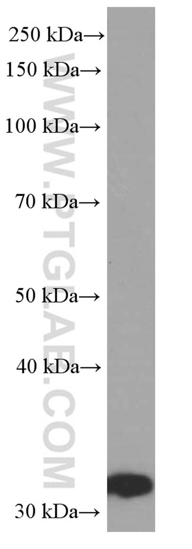 ORAI1 Antibody in Western Blot (WB)