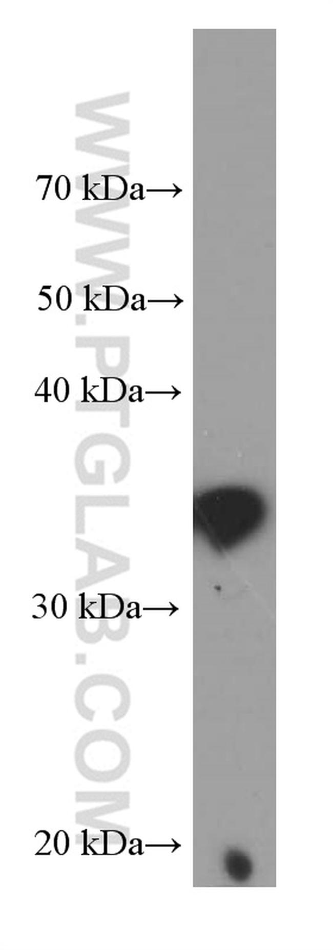 IL33 Antibody in Western Blot (WB)