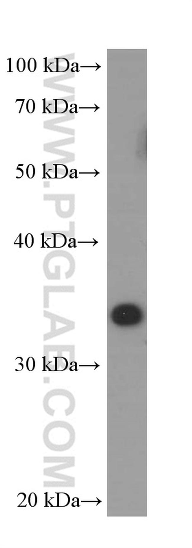 IL33 Antibody in Western Blot (WB)