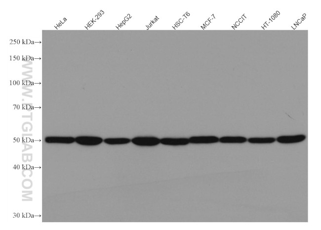 beta Tubulin Antibody in Western Blot (WB)