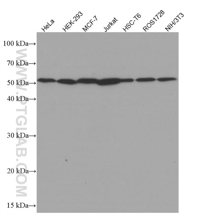 beta Tubulin Antibody in Western Blot (WB)