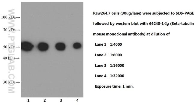 beta Tubulin Antibody in Western Blot (WB)