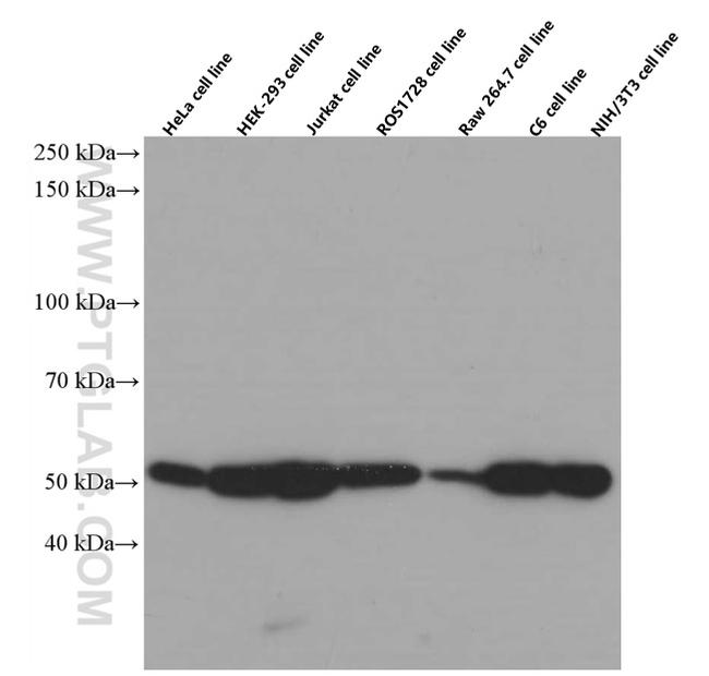 beta Tubulin Antibody in Western Blot (WB)