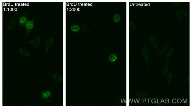 BrdU Antibody in Immunocytochemistry (ICC/IF)