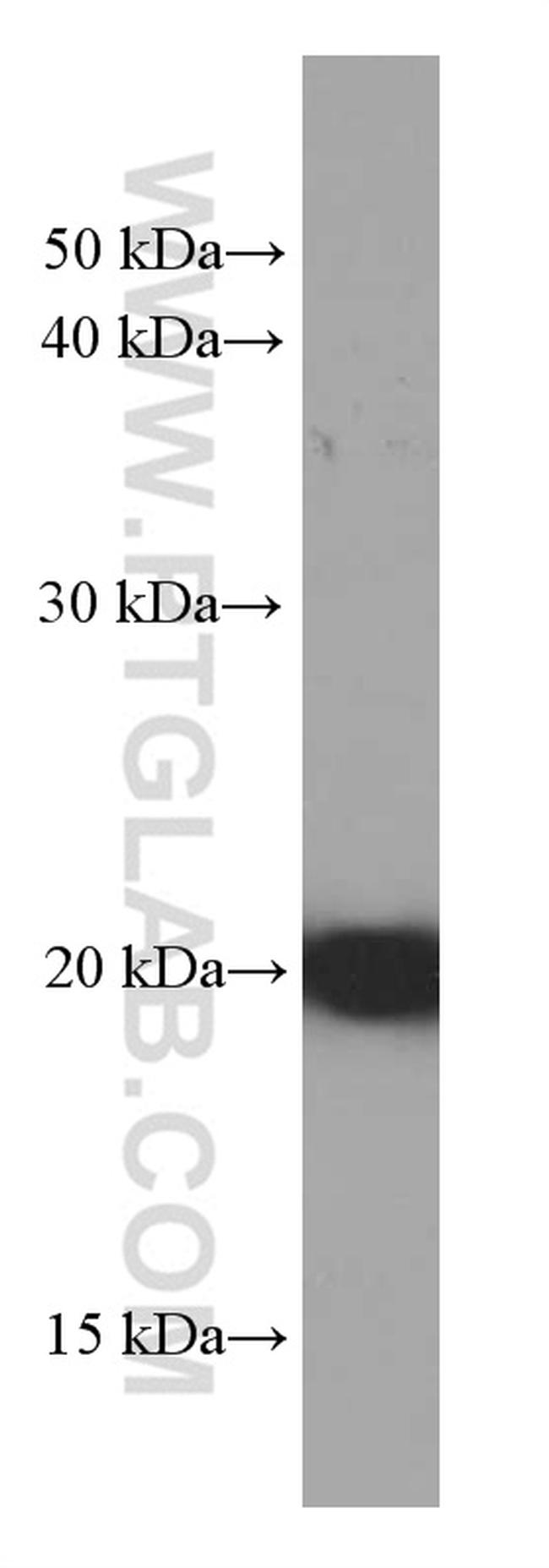 IMP3 Antibody in Western Blot (WB)