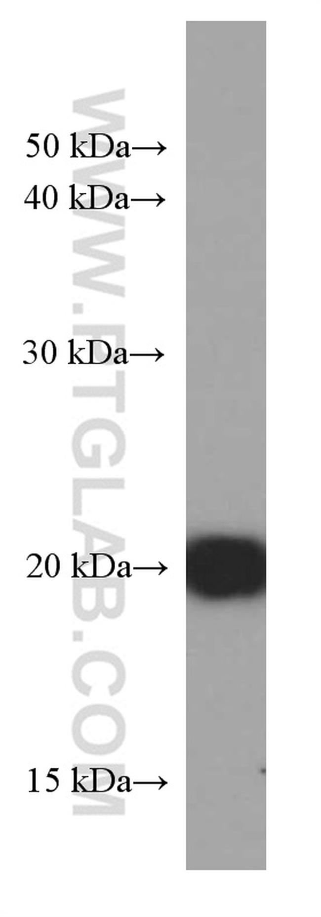 IMP3 Antibody in Western Blot (WB)