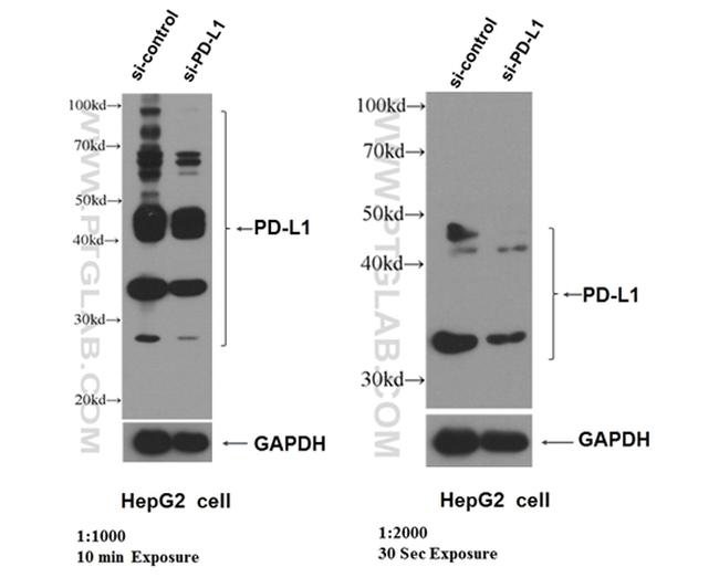 PD-L1/CD274 Antibody in Western Blot (WB)