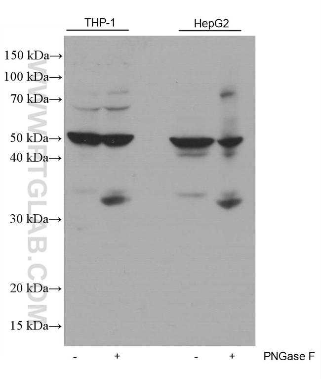 PD-L1/CD274 Antibody in Western Blot (WB)