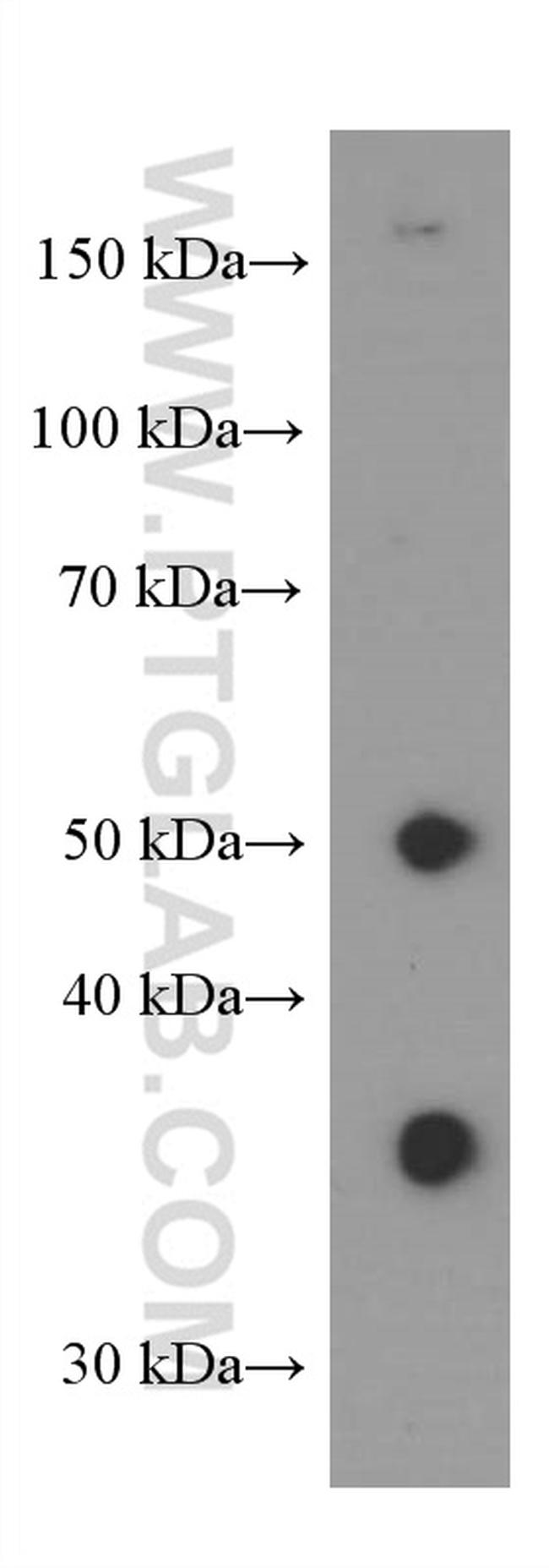 PD-L1/CD274 Antibody in Western Blot (WB)