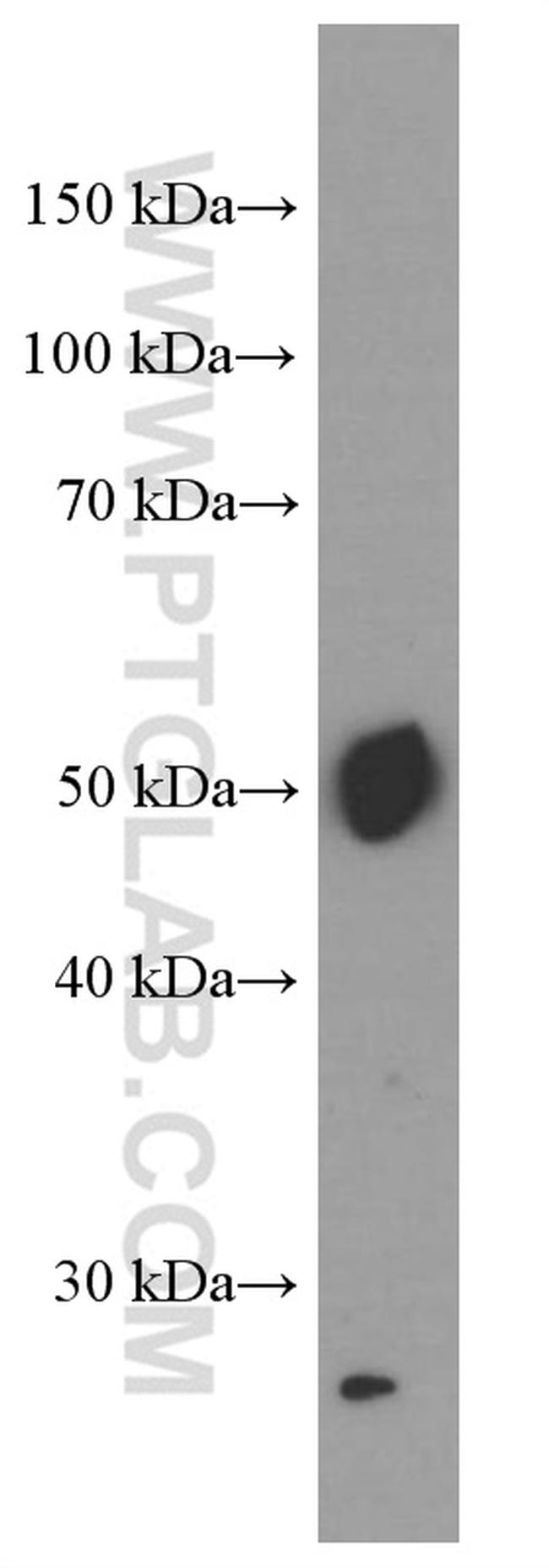 PD-L1/CD274 Antibody in Western Blot (WB)