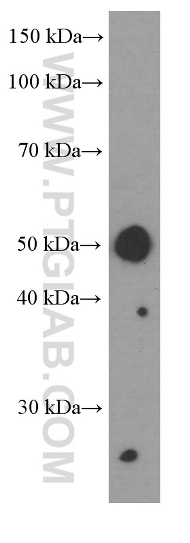 PD-L1/CD274 Antibody in Western Blot (WB)