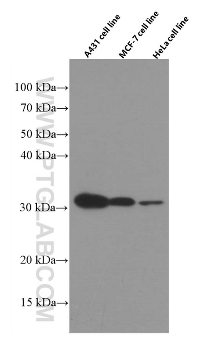 14-3-3 sigma Antibody in Western Blot (WB)