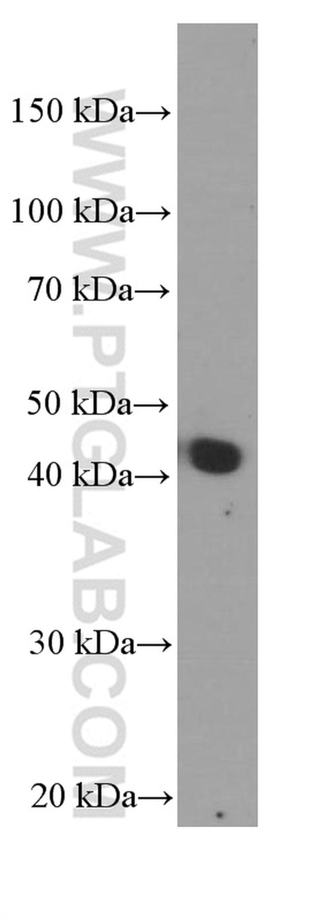 APOA4 Antibody in Western Blot (WB)