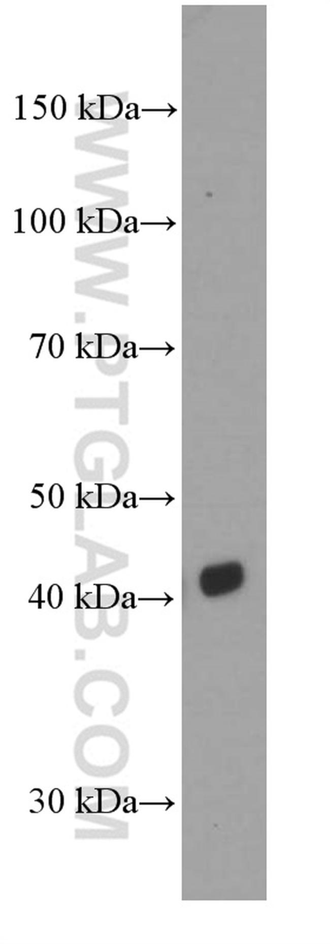 CD1d Antibody in Western Blot (WB)