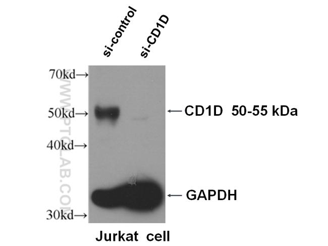 CD1d Antibody in Western Blot (WB)