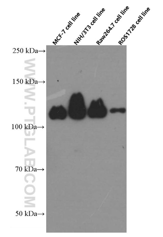 FAK Antibody in Western Blot (WB)