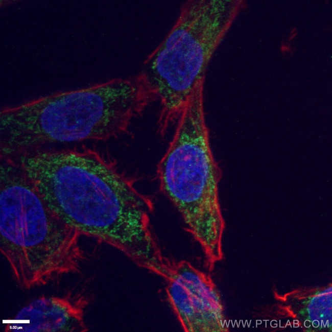 Cytochrome c Antibody in Immunocytochemistry (ICC/IF)