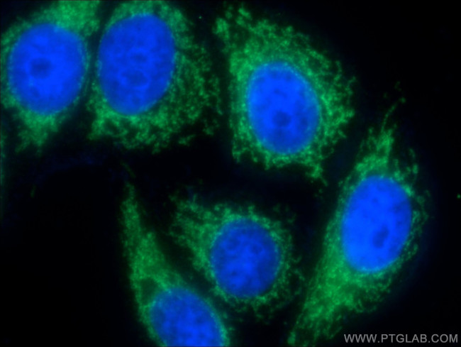 Cytochrome c Antibody in Immunocytochemistry (ICC/IF)