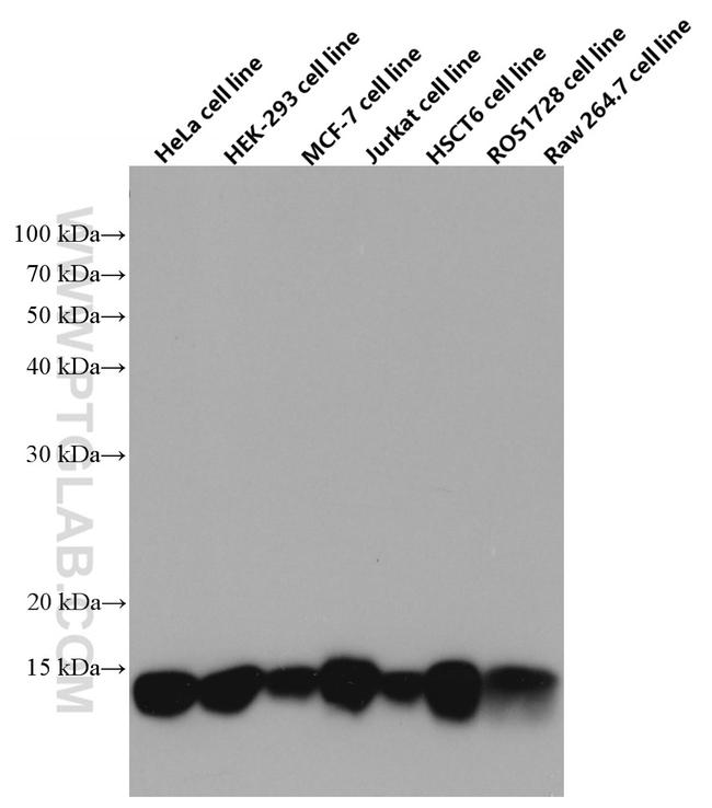 Cytochrome c Antibody in Western Blot (WB)