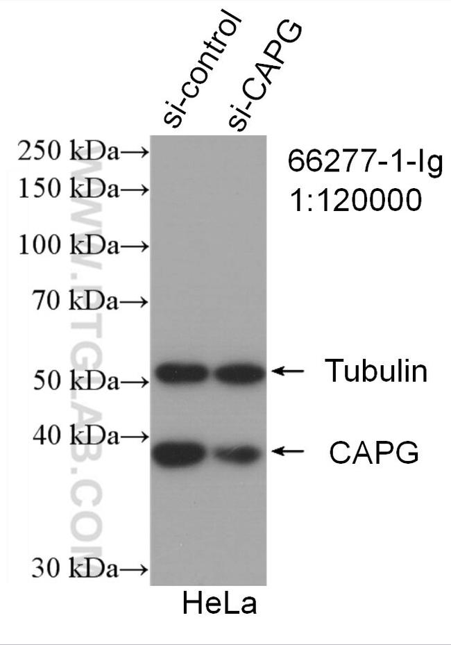 CAPG Antibody in Western Blot (WB)