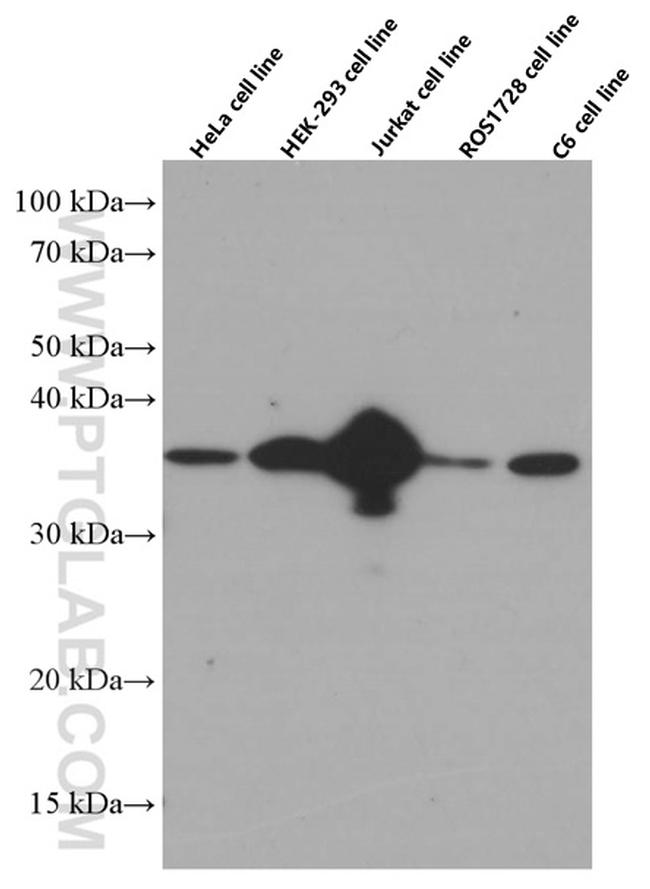 CDK6 Antibody in Western Blot (WB)