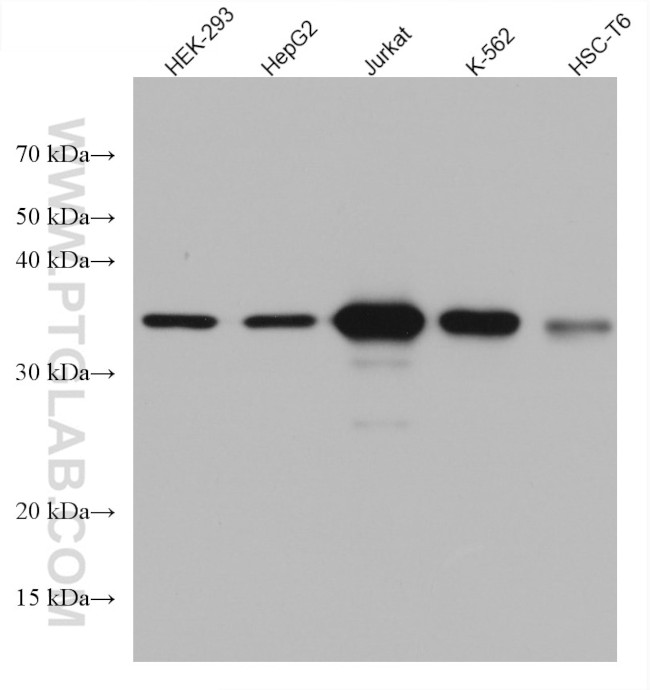 CDK6 Antibody in Western Blot (WB)