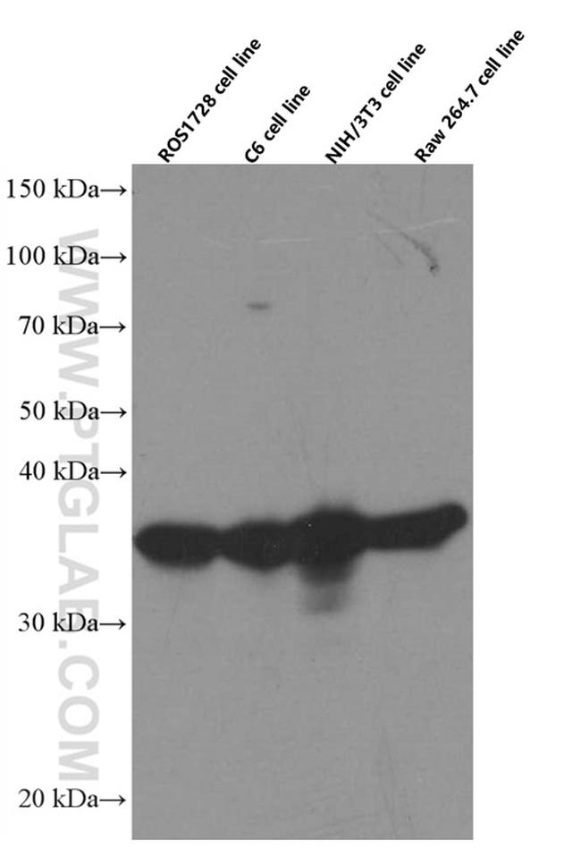 CDK6 Antibody in Western Blot (WB)