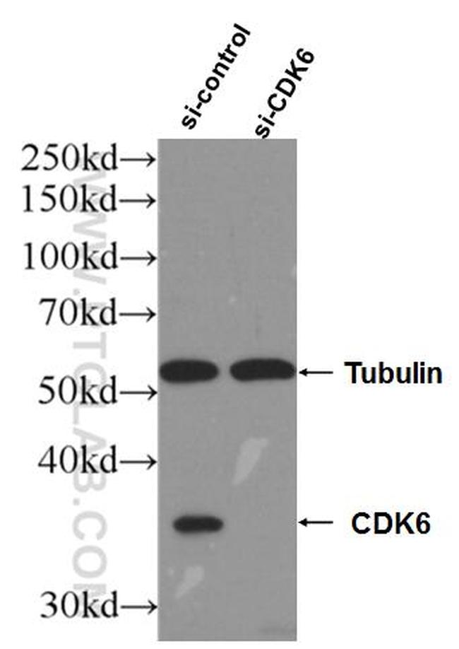 CDK6 Antibody in Western Blot (WB)