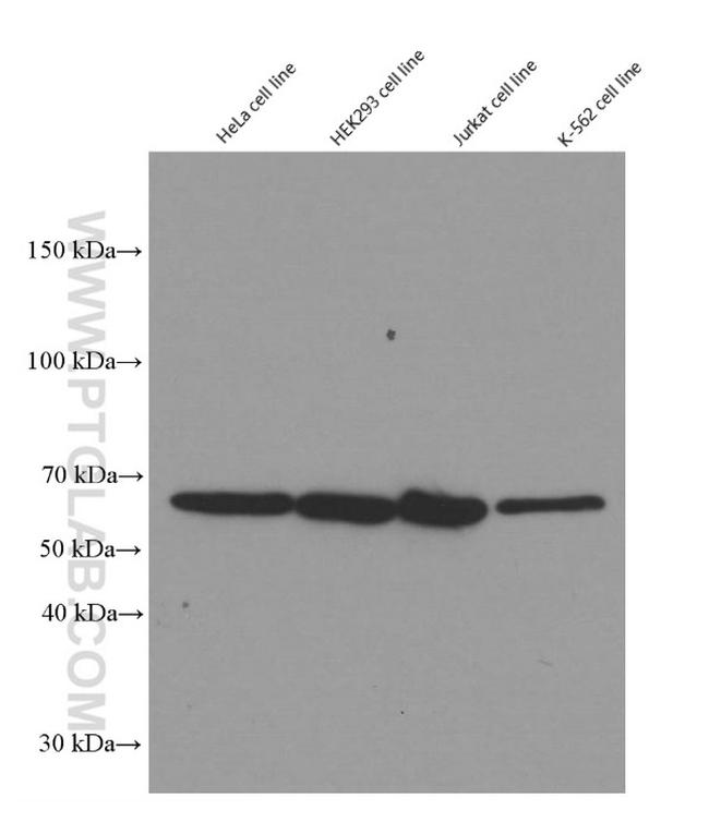 YY1 Antibody in Western Blot (WB)