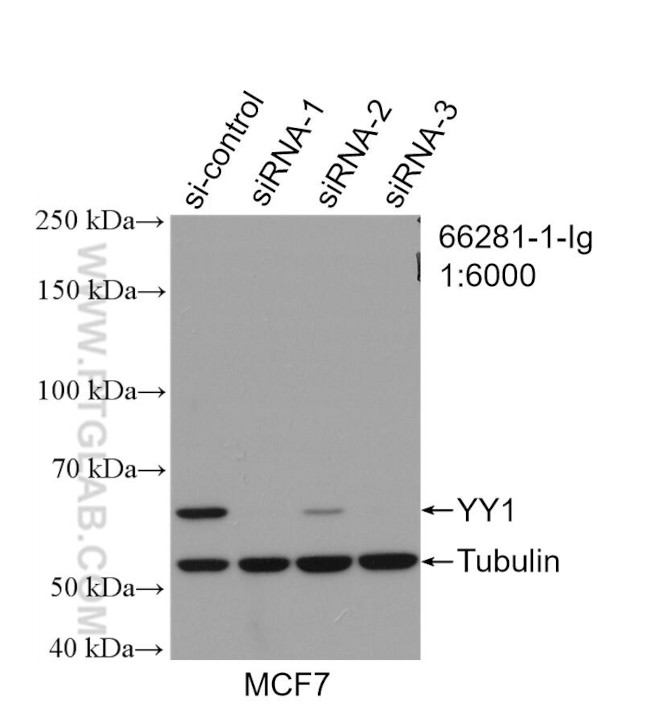 YY1 Antibody in Western Blot (WB)