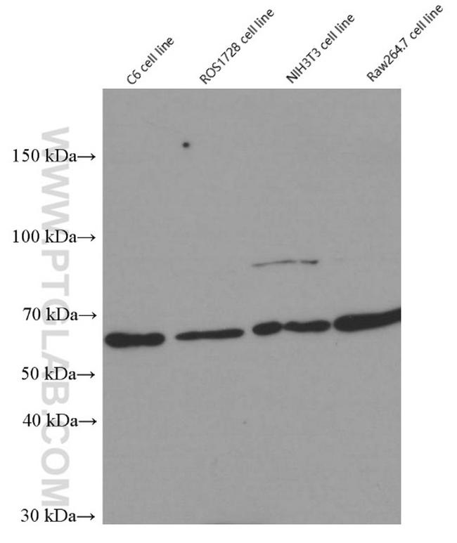 YY1 Antibody in Western Blot (WB)