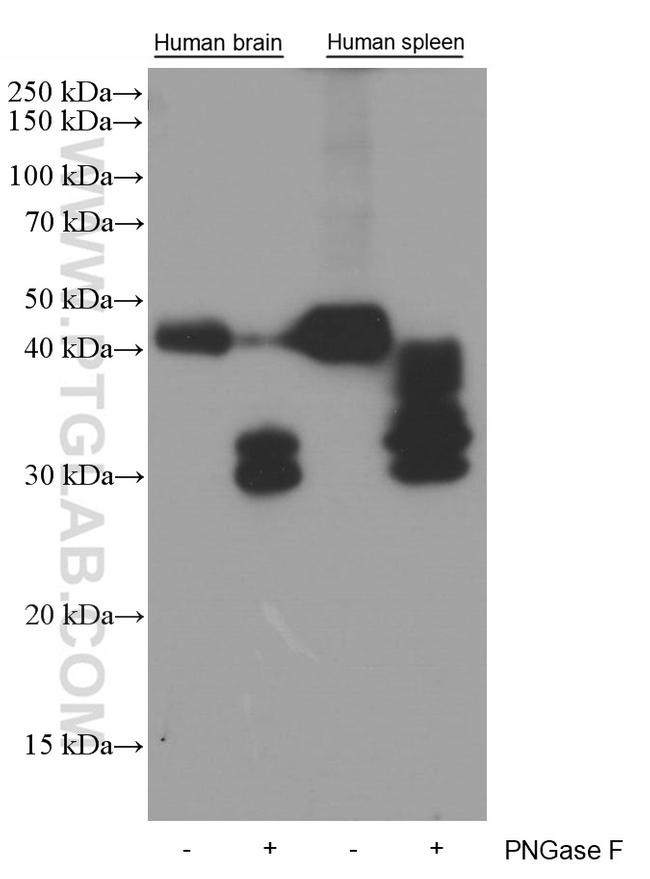 CD200 Antibody in Western Blot (WB)