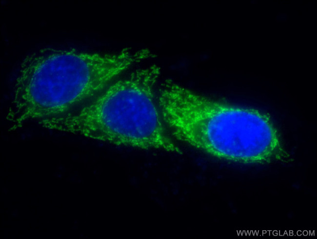 OGDH Antibody in Immunocytochemistry (ICC/IF)