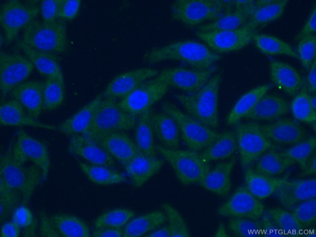 LDHA Antibody in Immunocytochemistry (ICC/IF)