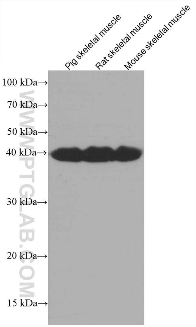 LDHA Antibody in Western Blot (WB)