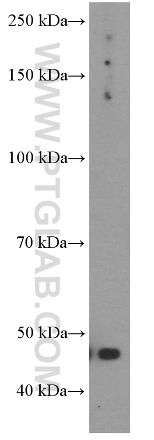 GLUT1 Antibody in Western Blot (WB)