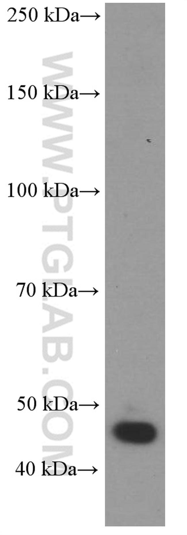 GLUT1 Antibody in Western Blot (WB)