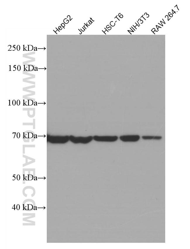 HSPA2 Antibody in Western Blot (WB)