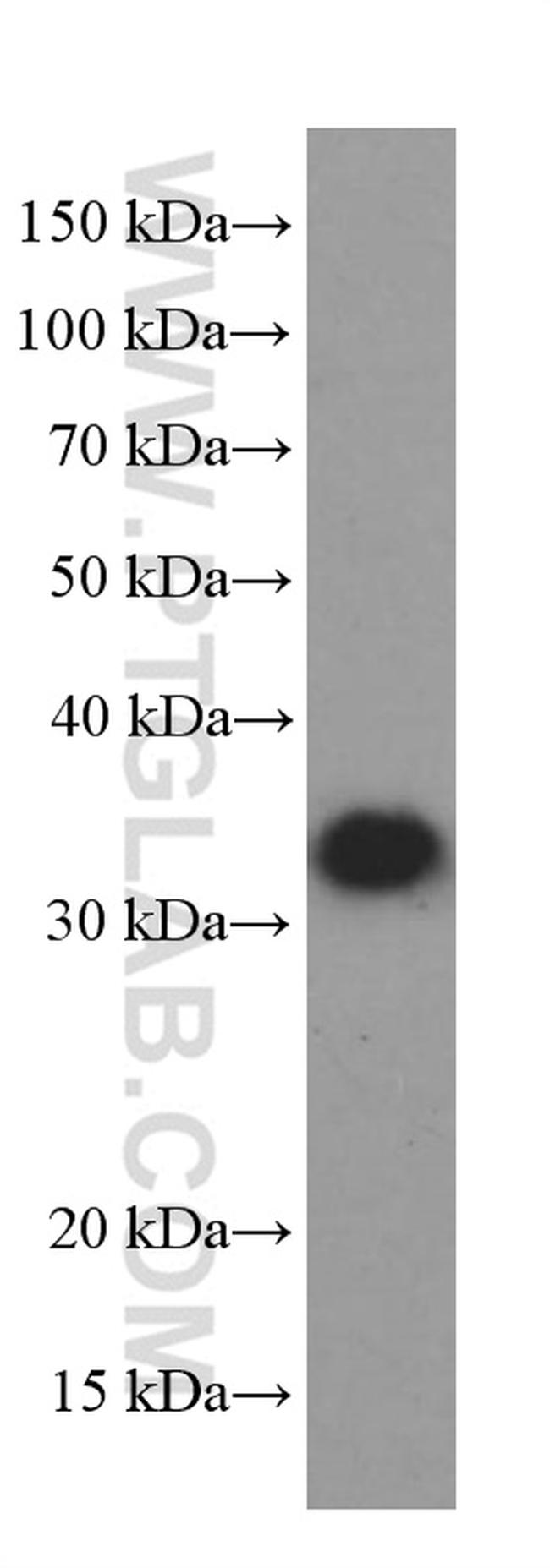 BDNF Antibody in Western Blot (WB)