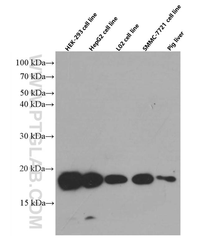 CHCHD2 Antibody in Western Blot (WB)