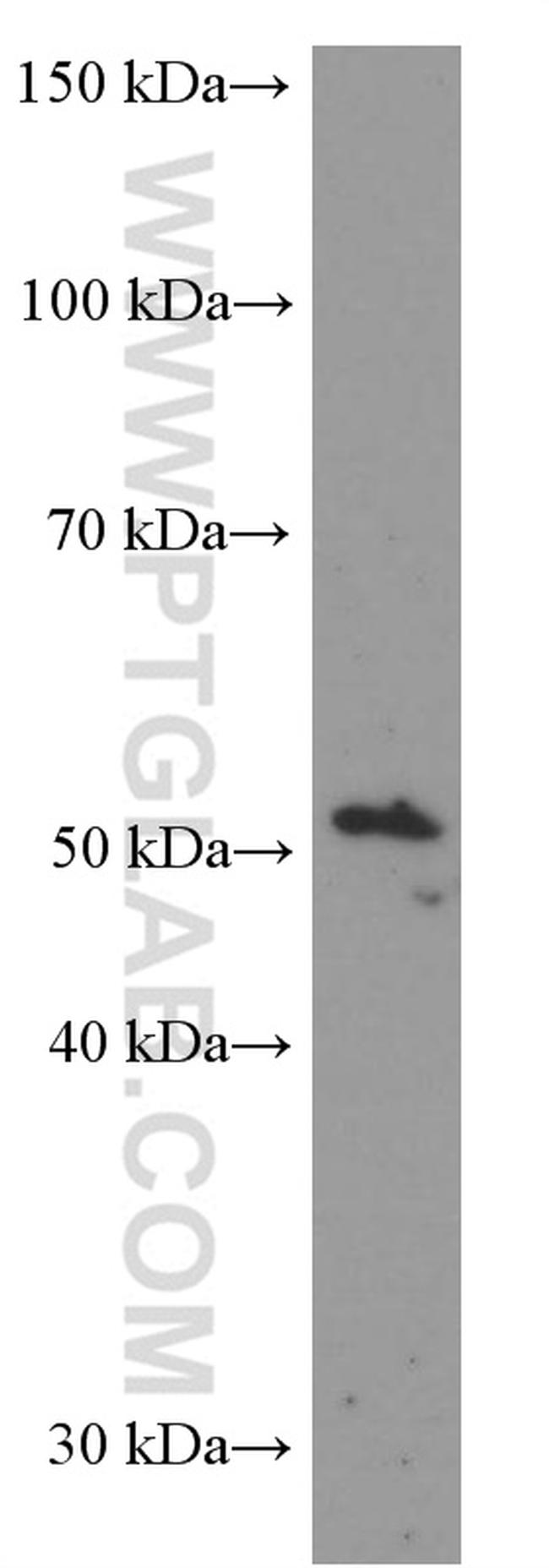 LIPH Antibody in Western Blot (WB)