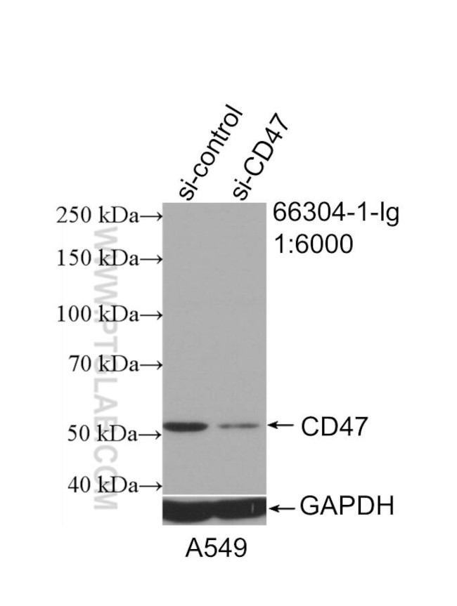 CD47 Antibody in Western Blot (WB)